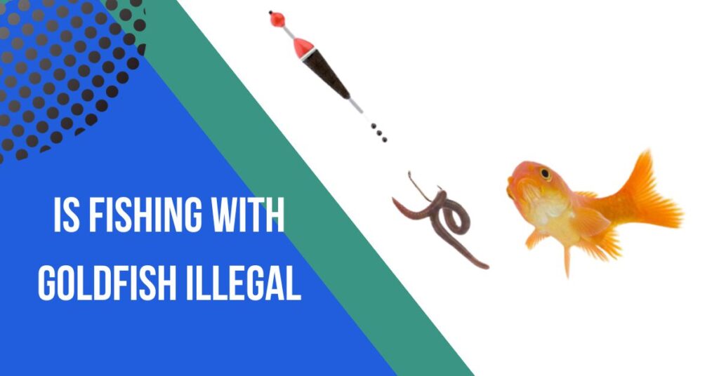 Is Fishing With Goldfish Illegal