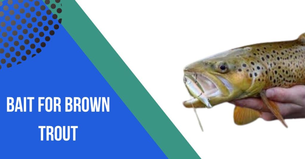 Bait For Brown Trout