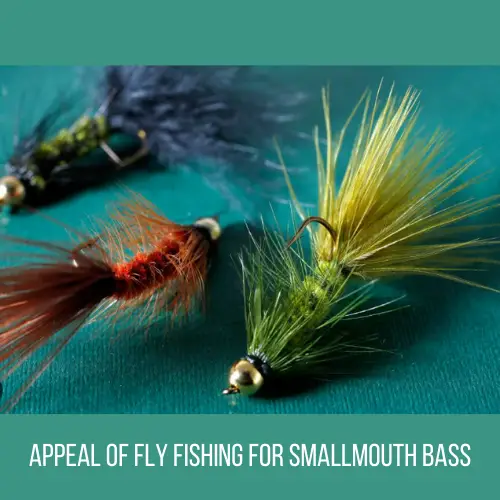 appeal of fly fishing for smallmouth bass