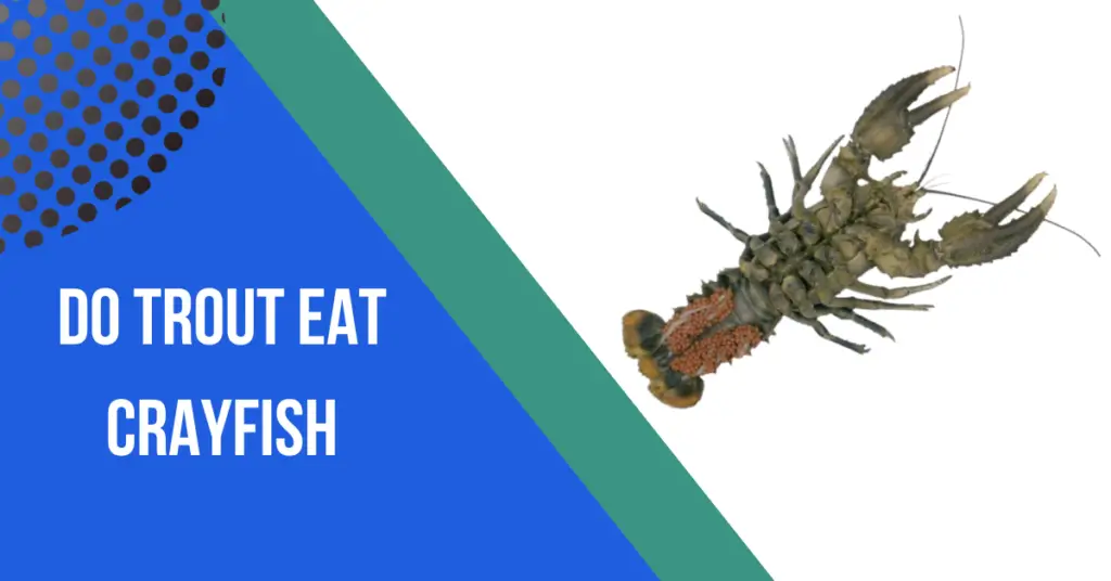 do trout eat crayfish