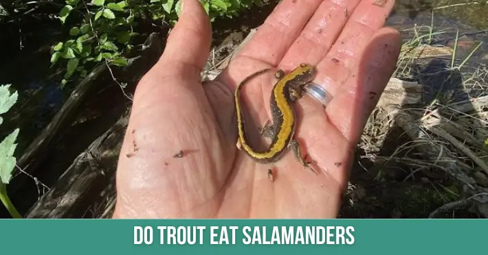 Do Trout Eat Salamanders
