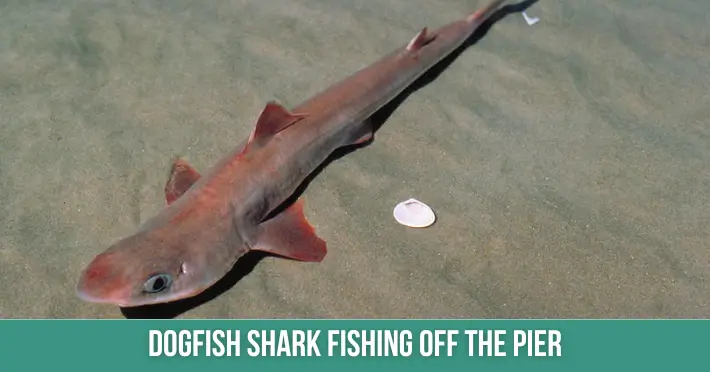 Dogfish Shark Fishing Off The Pier