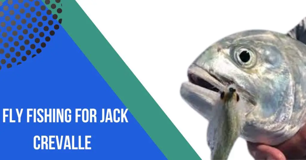 Fly Fishing For Jack Crevalle