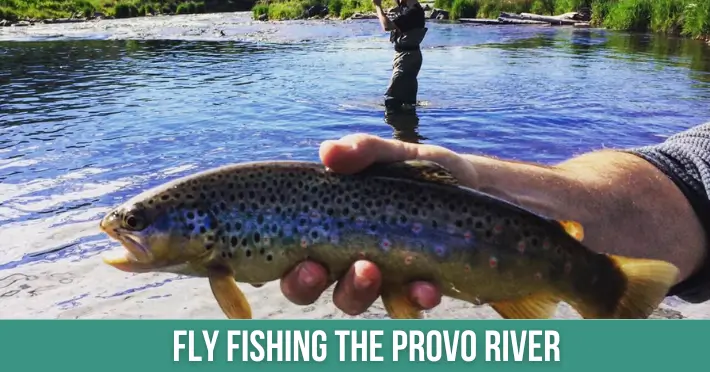 Fly Fishing The Provo River