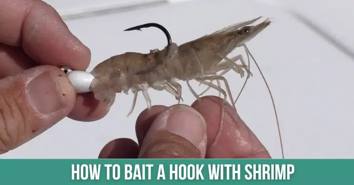 How To Bait A Hook With Shrimp