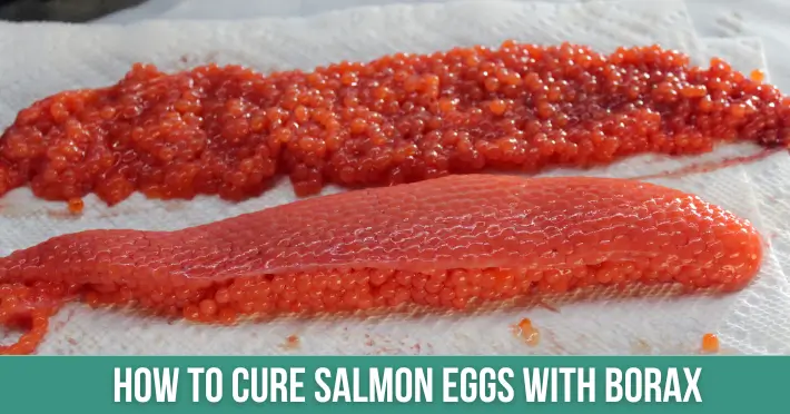 How To Cure Salmon Eggs With Borax: