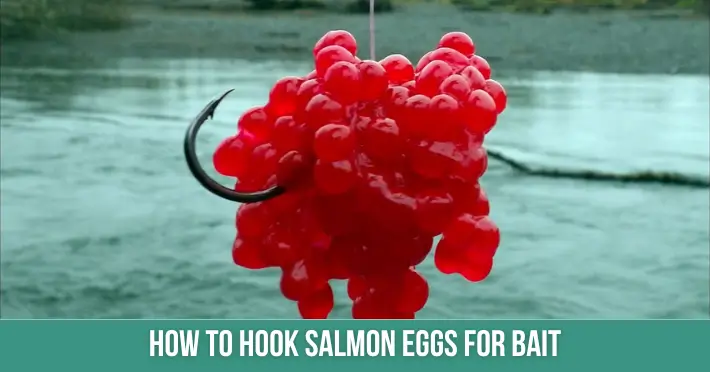 How To Hook Salmon Eggs For Bait