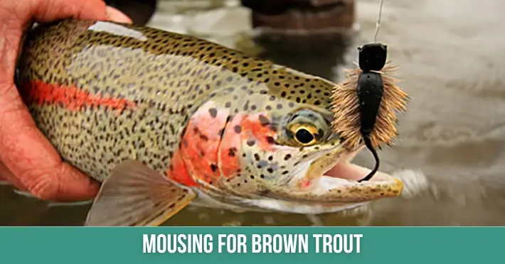 Mousing For Brown Trout
