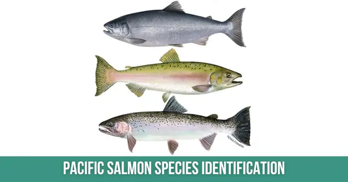 Pacific Salmon Species Identification