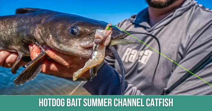 Hotdog Bait Summer Channel Catfish