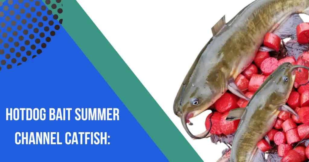 Hotdog bait summer channel catfish