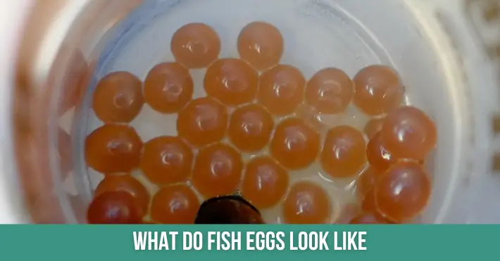 What do fish eggs look like